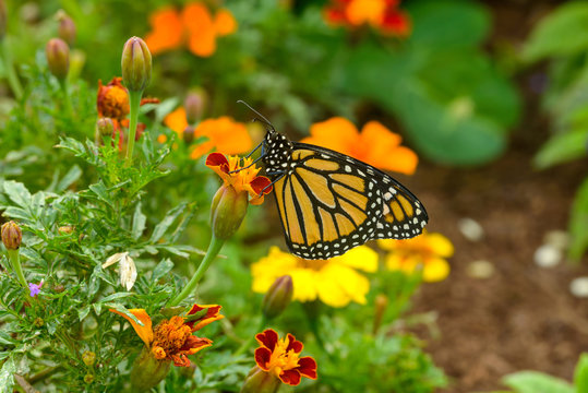 Garden Butterfly - A monarch butterfly feeding in flower bed of a summer garden.
