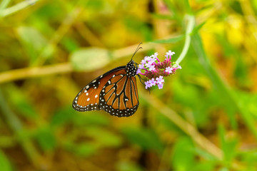 Queen Butterfly - A Queen butterfly (Danaus Gilippus) feeding on a bunch fresh blooming pink flowers in a summer garden.