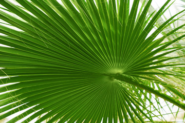 Fototapeta na wymiar Green palm leaf, closeup