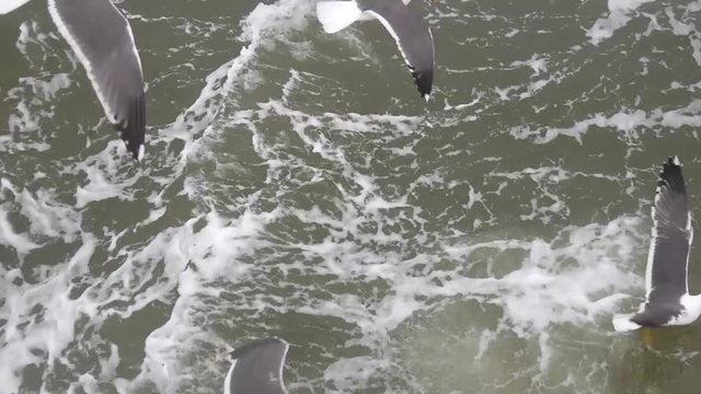 Stormo di gabbiani in volo intorno alla barca da pesca