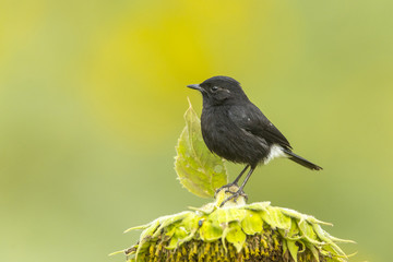 Pied Bushchat perching on a sunflower, black bird