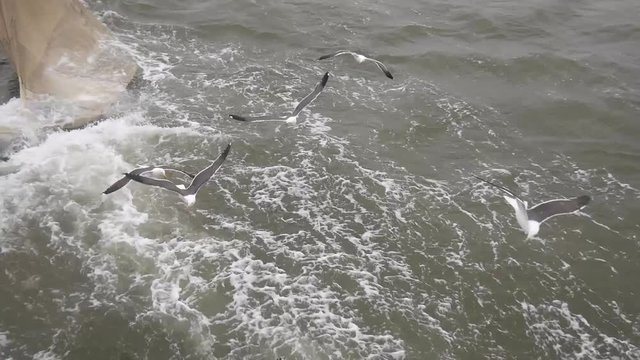 Stormo di gabbiani in volo intorno alla barca da pesca