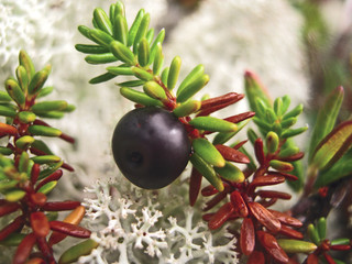 Crowberry plant branch with a big black berry on the sand near the sea