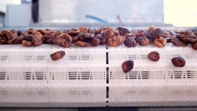 Dried figs on conveyor belt. Drying on industrial microw