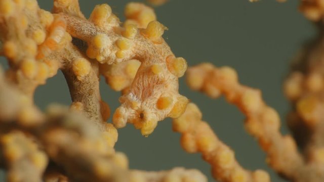 Pygmy seahorse close-up - Hippocampus bargibanti