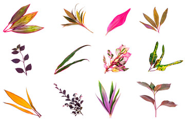 Long, bright, purple and pink leaves of a tropical plant isolated on white background.