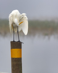 Great Egret Perched in Fog 1
