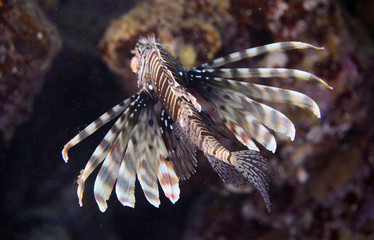 underwater world - swimming lion fish
