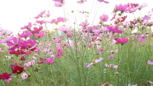 Cosmos flowers in nature.