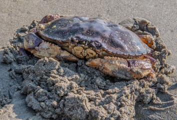 Large Crab Digs into Sand