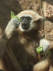 An adult male lar gibbon ape, Hylobates lar, is eating a leaf of Chinese cabbage. A monkey has black snout and brown hair.