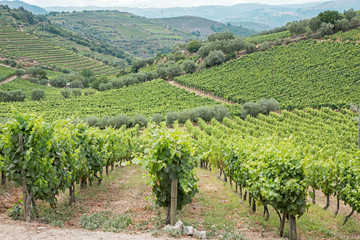 Fototapeta na wymiar Douro Wine 