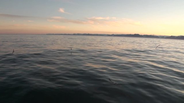 Birds on background of snow coast and water surface in Arctic Ocean Svalbard. Wildlife in Nordic badlands. Beautiful landscape. Peace and quiet.