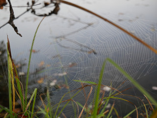 spider web over a calm lake