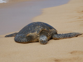giant sea turtle on the beach