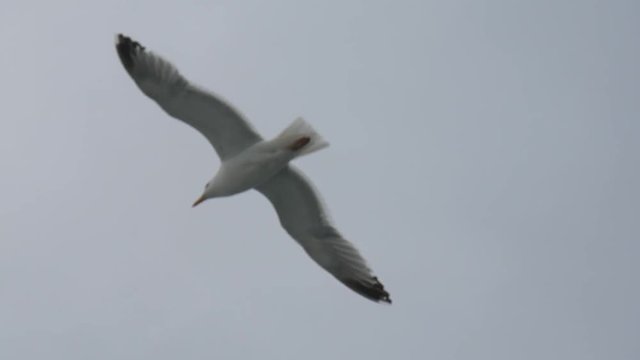 Gabbiano in volo intorno ad un peschereccio