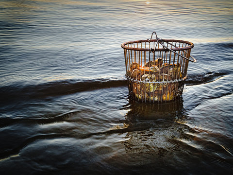 Basket Of Oysters