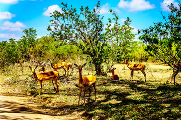 Impalas seeking shade under trees in Kruger National Park in South Africa