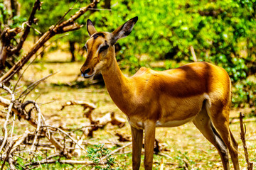 Impala in Kruger National Park in South Africa