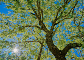 Finer branches of the Angle Oak Tree with a sunburst shining through. Upward view of an Oak tree in HDR