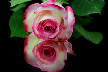 A close up of a Rose flowers