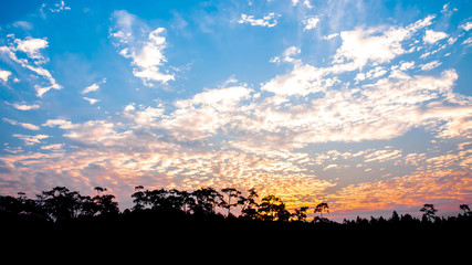 sunrise sky with silhouette tree at foreground