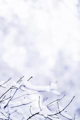 tree branch with snow in winter forest