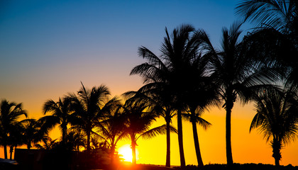 Obraz premium Silhouetted Palm Trees at Sunset on Tropical Island