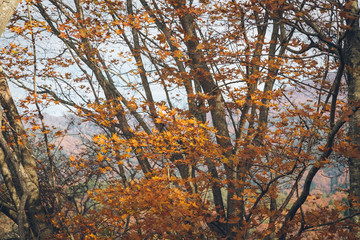 Maple tree in the Autumn season in Japan.