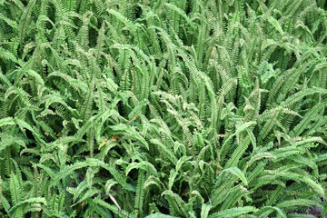 Close up on green fern as nature background