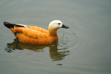 Colorful duck swimming in the water