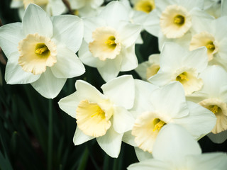 Obraz na płótnie Canvas White Daffodils