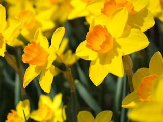 Yellow Daffodils in the sun