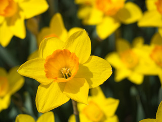 Close up of a yellow daffodil