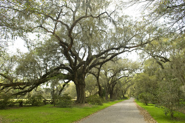 Hiking trail with big oak tree on both sides