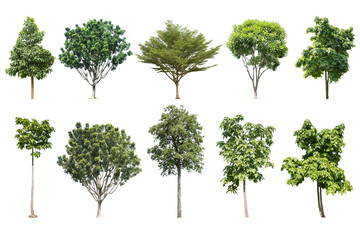 trees isolated collection on white background