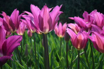 Garden of Fuchsia Tulips lit by the sun