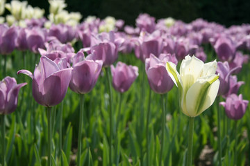 Lavender and White and Green Tulip