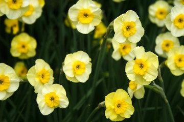 Pale yellow daffodils