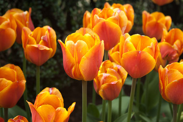 Fototapeta premium Orange and Pink Tulips in the Garden
