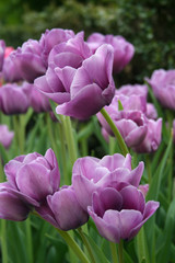 Long Stem Lavender Tulip in the Garden