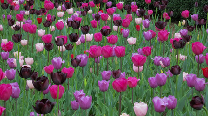 Garden of colorful tulips