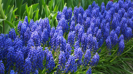 Grape Hyacinth in the garden