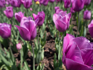 Fototapeta premium Garden of purple tulips