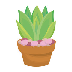 succulent  in potted  vector illustration