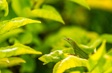 Alert and Attentive Anole Lizard searches for prey in the tropical rainforest of the Dominican Republic