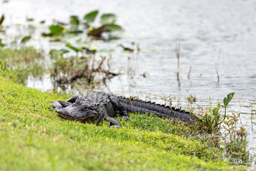 American alligator (Alligator mississippiensis) photographed in its native habitat