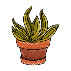 succulent in potted   vector illustration