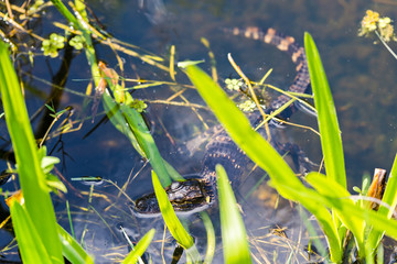 American alligator (Alligator mississippiensis) photographed in its native habitat