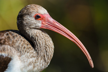 Juvenile White Ibis (Eudocimus albus), Everglades National Park, Florida